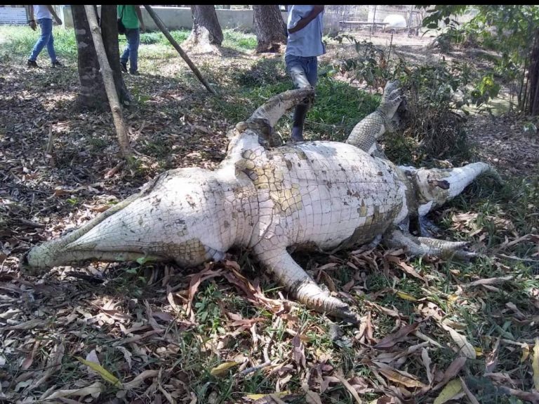 Falleció el "caimán llanero" Hércules en Portuguesa