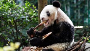 Panda-xinxing