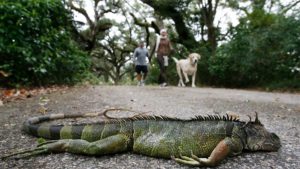 iguanas