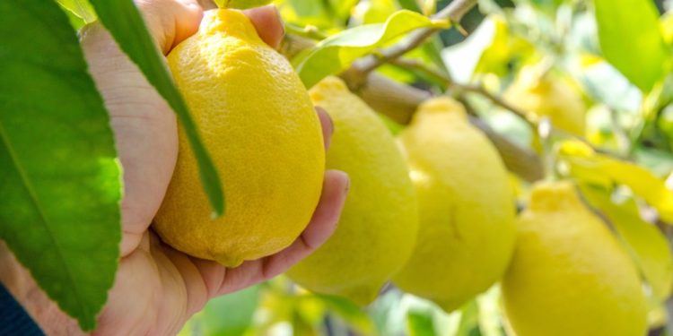 #Variedad | ¿El limón te ayuda a prevenir el contagio por covid-19?