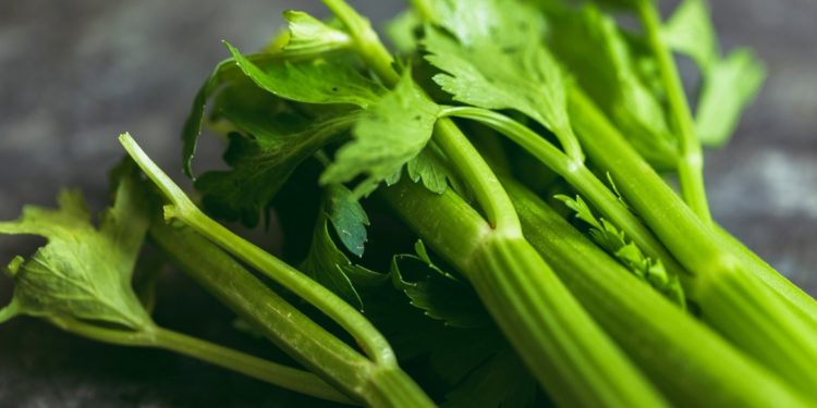 #Variedad | Conozca por qué es tan importante consumir jugo de célery en ayunas