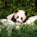 #Variedades | El adorable “ataque” de un bebé panda a su cuidador del zoológico