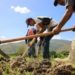 #Venezuela | Productores de Lara temen por posible escasez de alimentos en mercados municipales