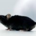 #Variedad | Científicos alemanes crearon tratamiento para ratones con parálisis