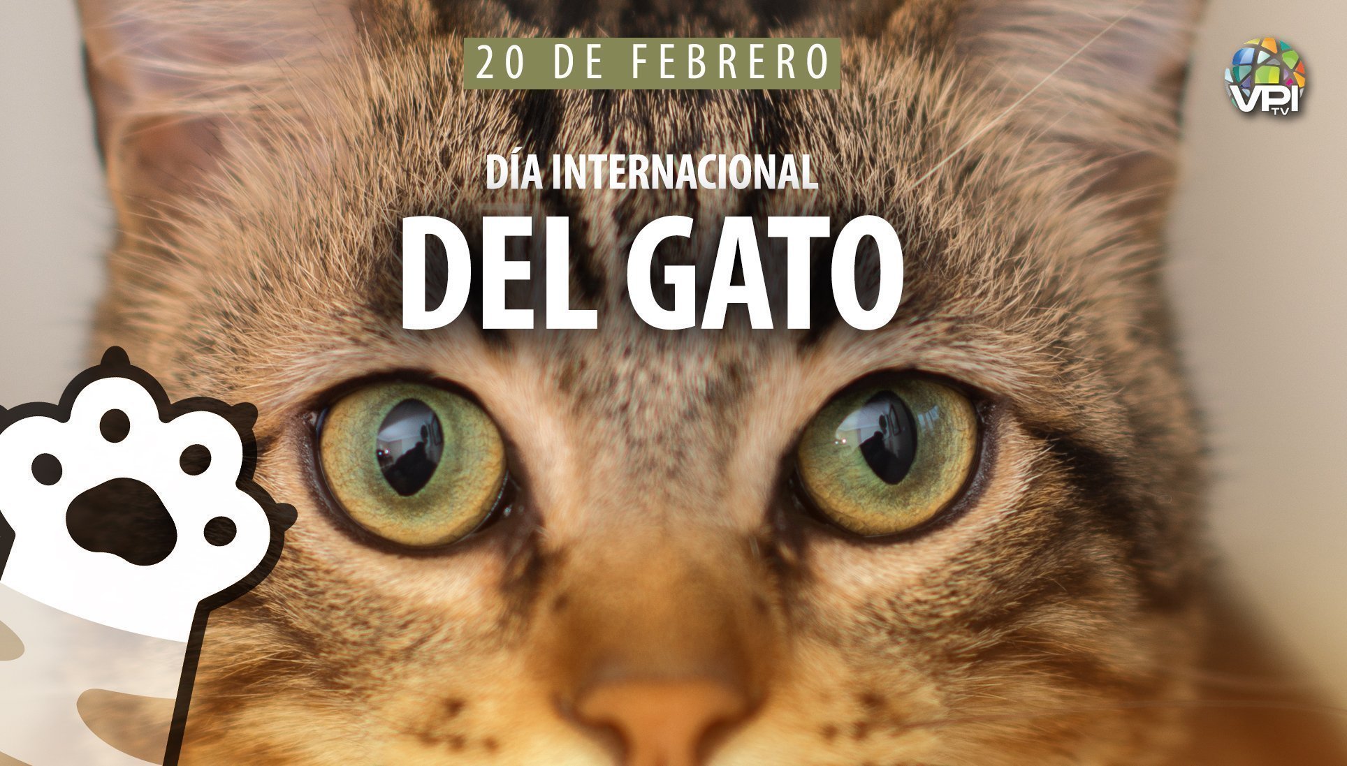 Día Internacional del Gato
