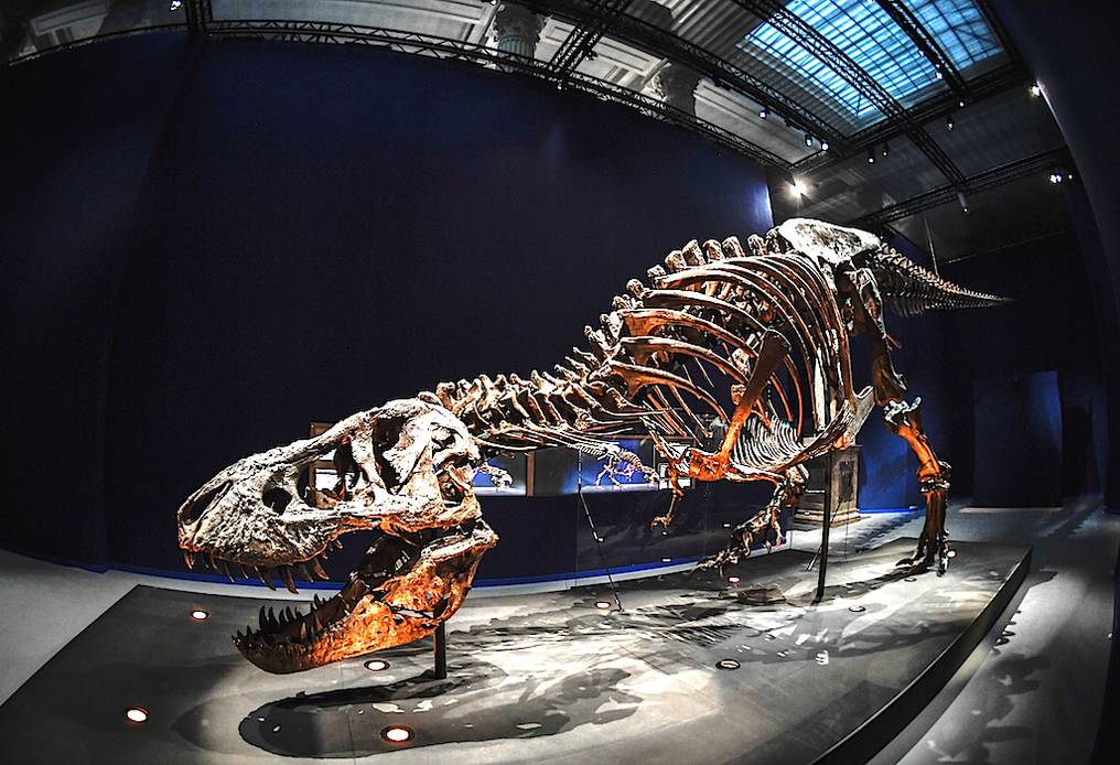 dinosaurio | Foto: AFP