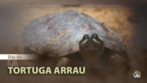 Tortura Arrau
