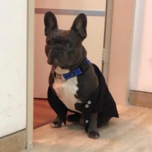 Anakin Perro