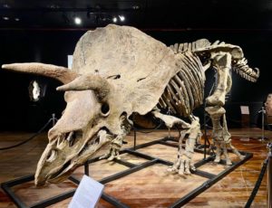 Big John Triceratops