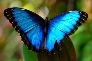 Mariposa