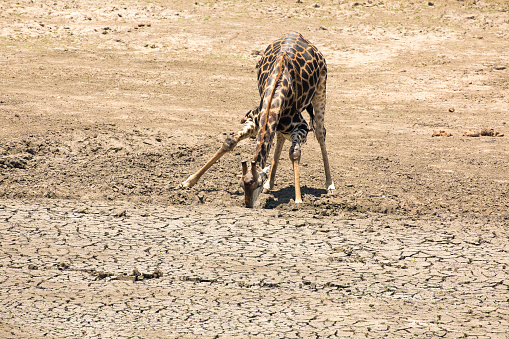 Jirafa intentando tomar agua. Foto: Twitter