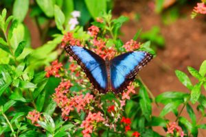 Mariposa.