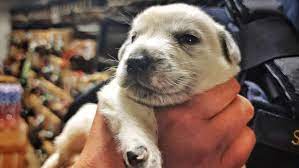 Perritos adoptados. Foto: Facebook