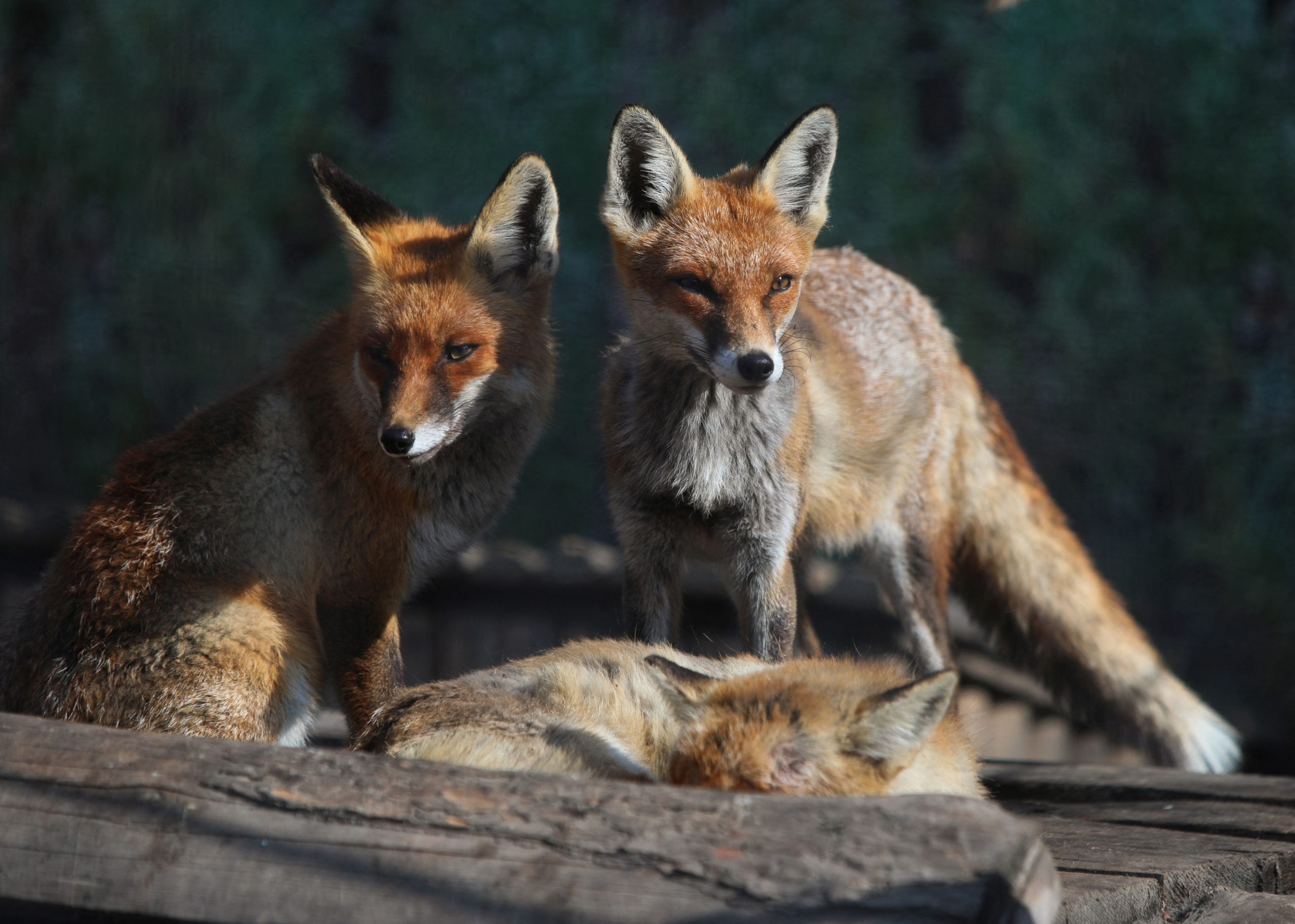 Científicos temen que la covid-19 pueda evolucionar en animales