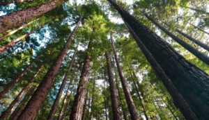 Bosque en Australia. Foto: Archivo VPItv / AFP