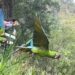 Zoocriadero San Antonio Abad libera ocho guacamayas ‘Aras Militaris’ en el Parque Waraira Repano